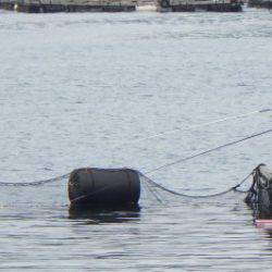 淡路じゃのひれフィッシングパーク 釣果