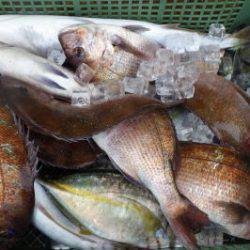 淡路じゃのひれフィッシングパーク 釣果