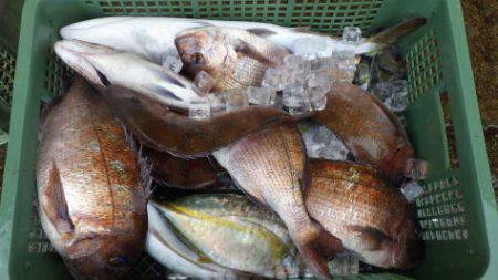 淡路じゃのひれフィッシングパーク 釣果