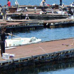 淡路じゃのひれフィッシングパーク 釣果