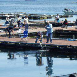 淡路じゃのひれフィッシングパーク 釣果