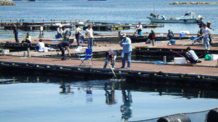 淡路じゃのひれフィッシングパーク 釣果