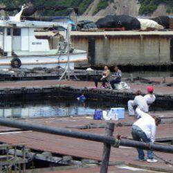 淡路じゃのひれフィッシングパーク 釣果