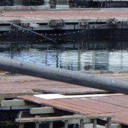 淡路じゃのひれフィッシングパーク 釣果