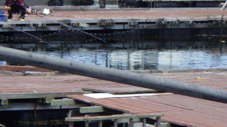 淡路じゃのひれフィッシングパーク 釣果