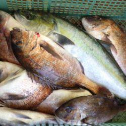 淡路じゃのひれフィッシングパーク 釣果
