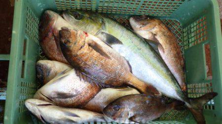 淡路じゃのひれフィッシングパーク 釣果