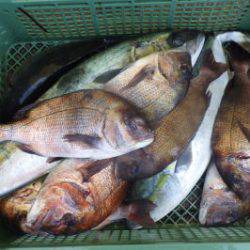 淡路じゃのひれフィッシングパーク 釣果