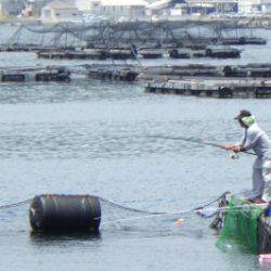 淡路じゃのひれフィッシングパーク 釣果