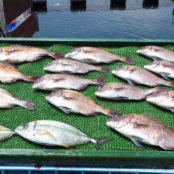 淡路じゃのひれフィッシングパーク 釣果