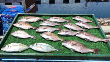 淡路じゃのひれフィッシングパーク 釣果