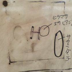 淡路じゃのひれフィッシングパーク 釣果