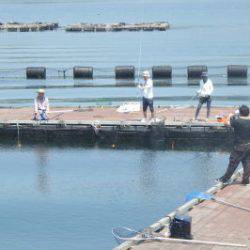 淡路じゃのひれフィッシングパーク 釣果