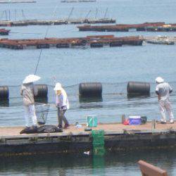 淡路じゃのひれフィッシングパーク 釣果