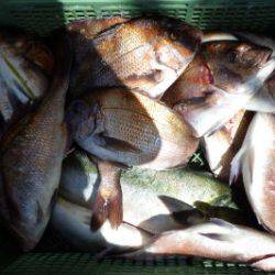 淡路じゃのひれフィッシングパーク 釣果