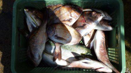 淡路じゃのひれフィッシングパーク 釣果