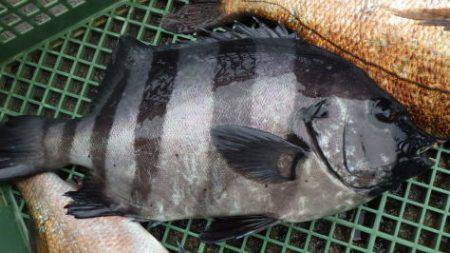 淡路じゃのひれフィッシングパーク 釣果