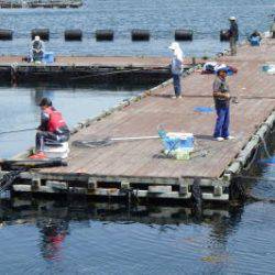 淡路じゃのひれフィッシングパーク 釣果