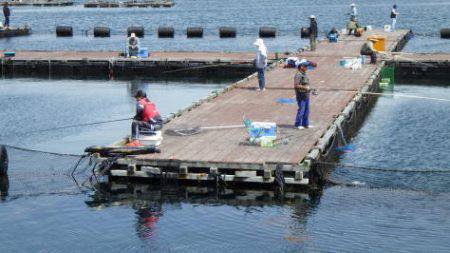 淡路じゃのひれフィッシングパーク 釣果