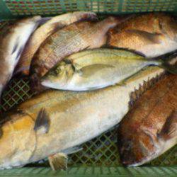 淡路じゃのひれフィッシングパーク 釣果