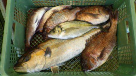 淡路じゃのひれフィッシングパーク 釣果