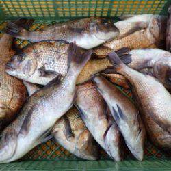 淡路じゃのひれフィッシングパーク 釣果