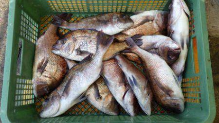 淡路じゃのひれフィッシングパーク 釣果