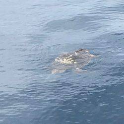 へいみつ丸 釣果