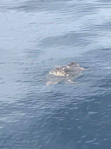 へいみつ丸 釣果