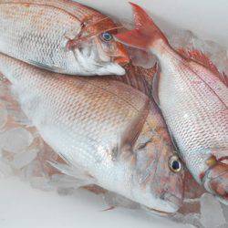 こうゆう丸 釣果