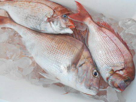 こうゆう丸 釣果