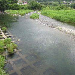 狩野川（狩野川漁業協同組合） 釣果