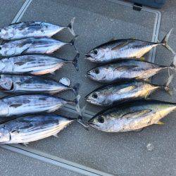 へいみつ丸 釣果