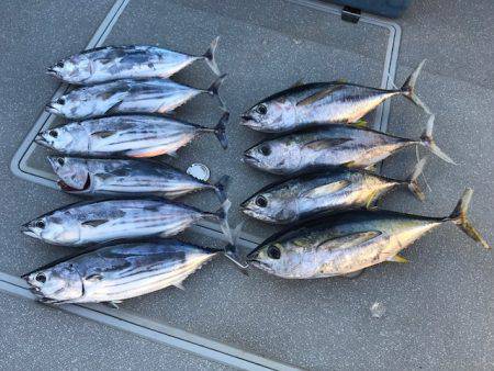 へいみつ丸 釣果