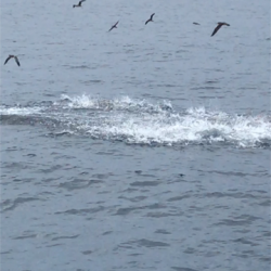 へいみつ丸 釣果