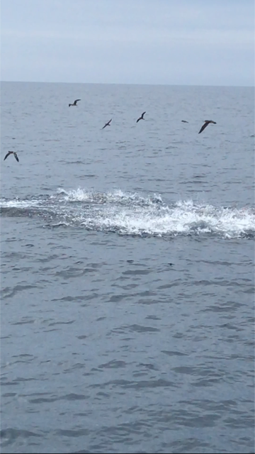 へいみつ丸 釣果