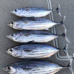 へいみつ丸 釣果