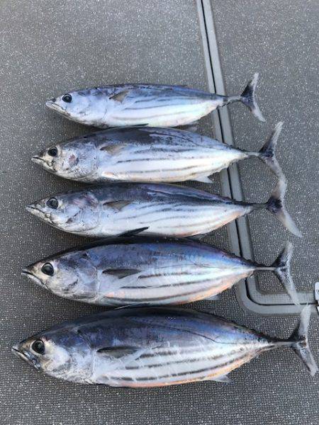 へいみつ丸 釣果