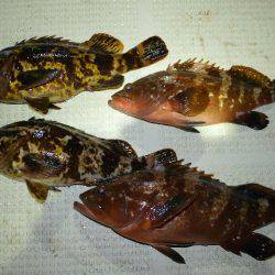 TOPGUN名古屋 釣果