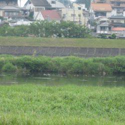 狩野川(狩野川漁業協同組合) 釣果