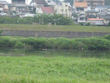 狩野川（狩野川漁業協同組合） 釣果