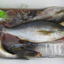 濱田渡船 釣果
