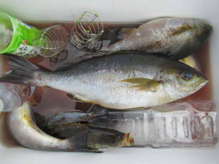 濱田渡船 釣果