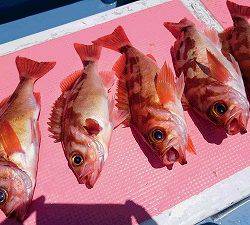 しまや丸 釣果