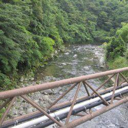 狩野川（狩野川漁業協同組合） 釣果