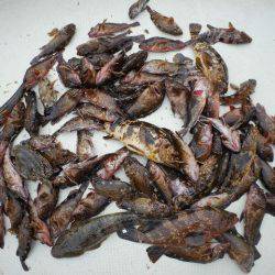 TOPGUN名古屋 釣果