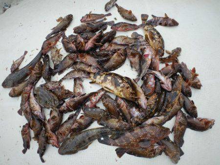 TOPGUN名古屋 釣果