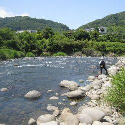 狩野川(狩野川漁業協同組合) 釣果