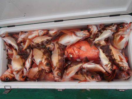 第二むつ漁丸 釣果