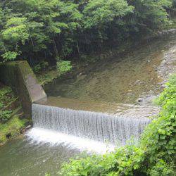 狩野川（狩野川漁業協同組合） 釣果